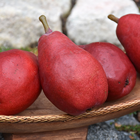 Red/Red Sensation Bartlett Pears, Pears