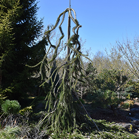 Cobra Norway Spruce Picea Abies Cobra In Iowa City Cedar Rapids Iowa Ia At Iowa City Landscaping