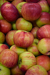 Malus, Fruiting Apple 'Cortland